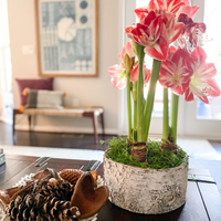 Creating Holiday Amaryllis and Paperwhite Displays