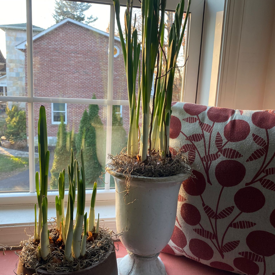 Potted Paperwhite Gifts Extraordinary HG Choices Extraordinary Home