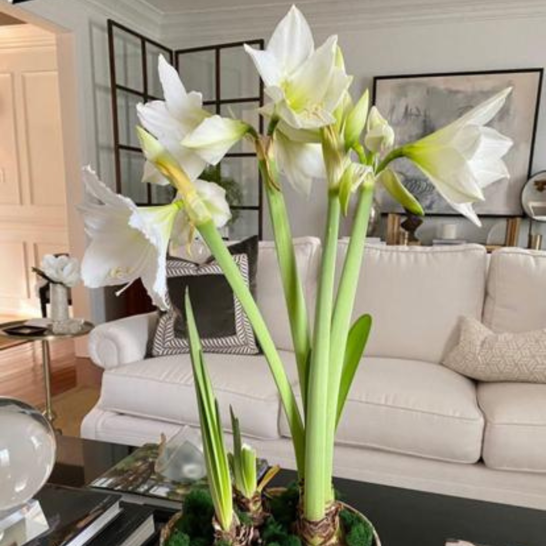 3 Bulb Holiday Amaryllis Display: Done For You