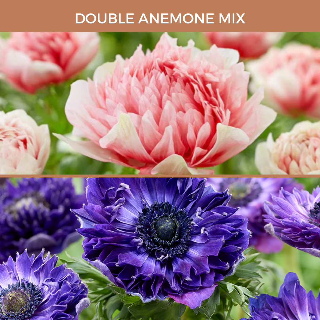 Double anemone bulbs in blue and red