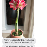 Single Holiday Amaryllis Pot: Done for You