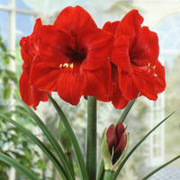 3 Bulb Holiday Amaryllis Display: Done For You