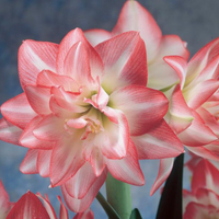 Single Holiday Amaryllis Pot: Done for You