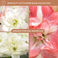 Indoor Forcing Amaryllis Bulbs (PREORDER PRICING)