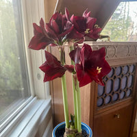 Indoor Forcing Amaryllis Bulbs (PREORDER PRICING)