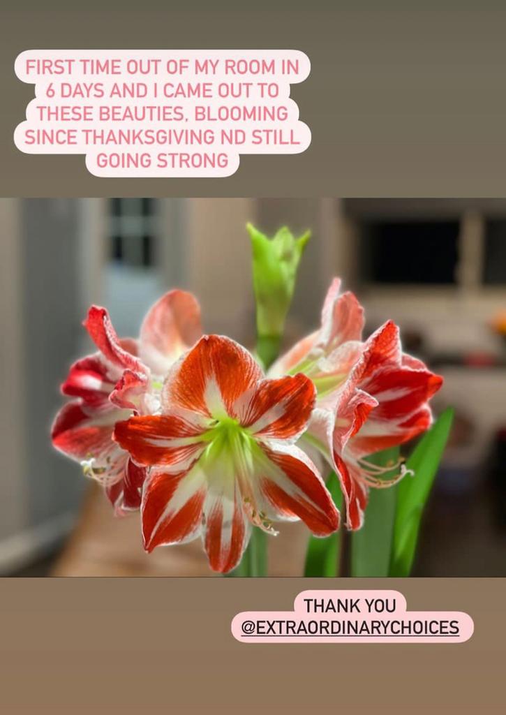 3 Bulb Holiday Amaryllis Display: Done For You