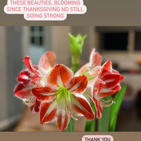 3 Bulb Holiday Amaryllis Display: Done For You