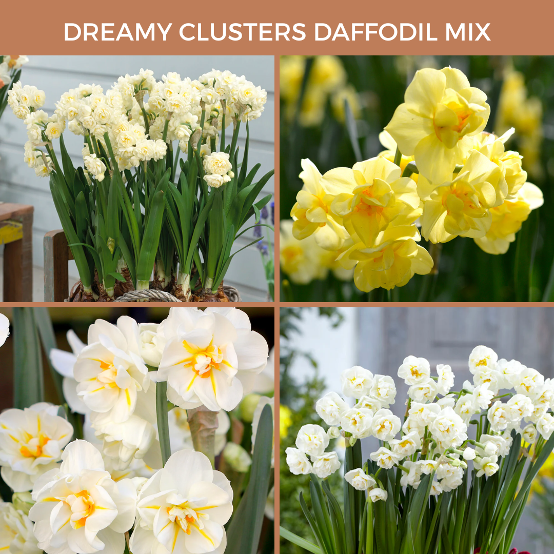 Dreamy Clusters Daffodil Mix (15 bulbs)