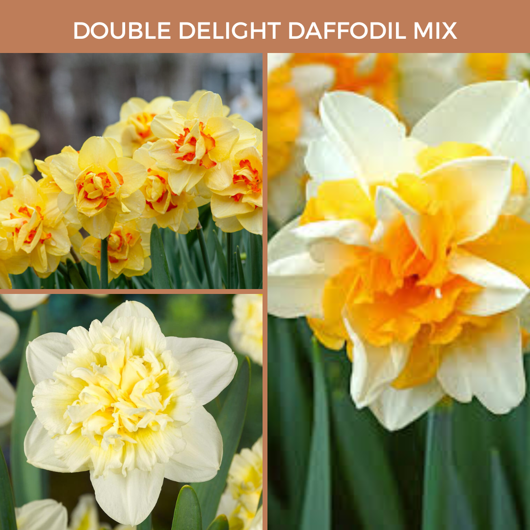 Double Daffodil Mix (15 bulbs)