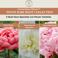 Peony Bare Root Collection (Preorder for Fall)