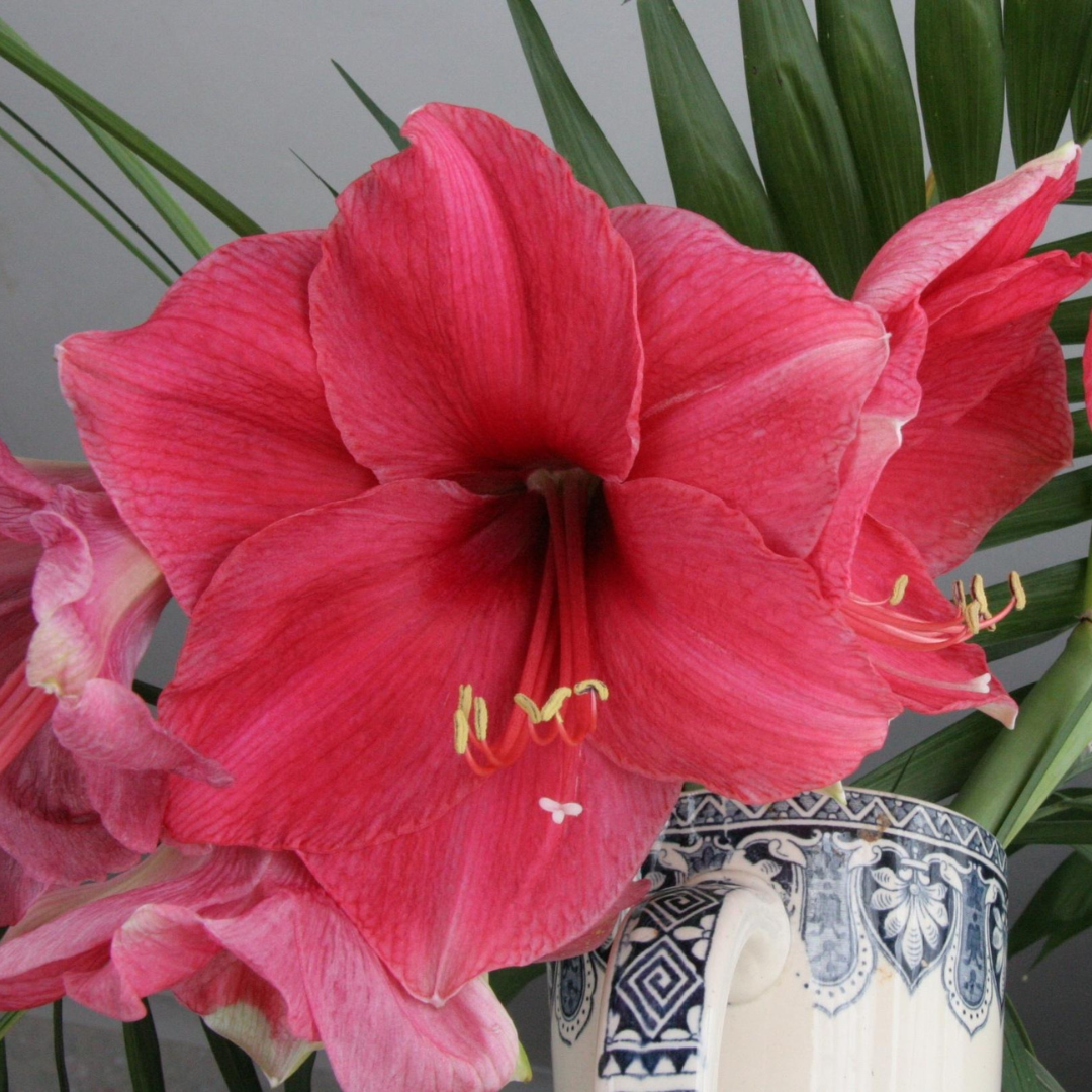 Single Holiday Amaryllis Pot: Done for You