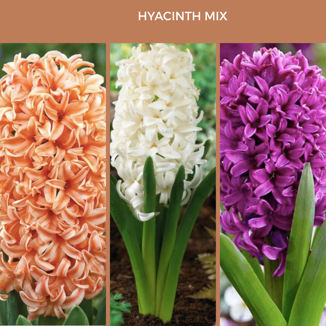 Hyacinth Mix (Set of 6 or 12)