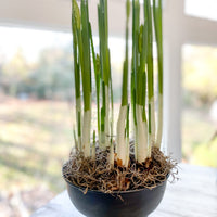 Indoor Forcing Daffodil Mix (15 Bulbs) PREORDER PRICING