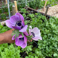 Grow Your Own Anemones and Ranunculus: Workshop