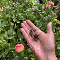 Grow Your Own Anemones and Ranunculus: Workshop