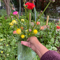 Grow Your Own Anemones and Ranunculus: Workshop