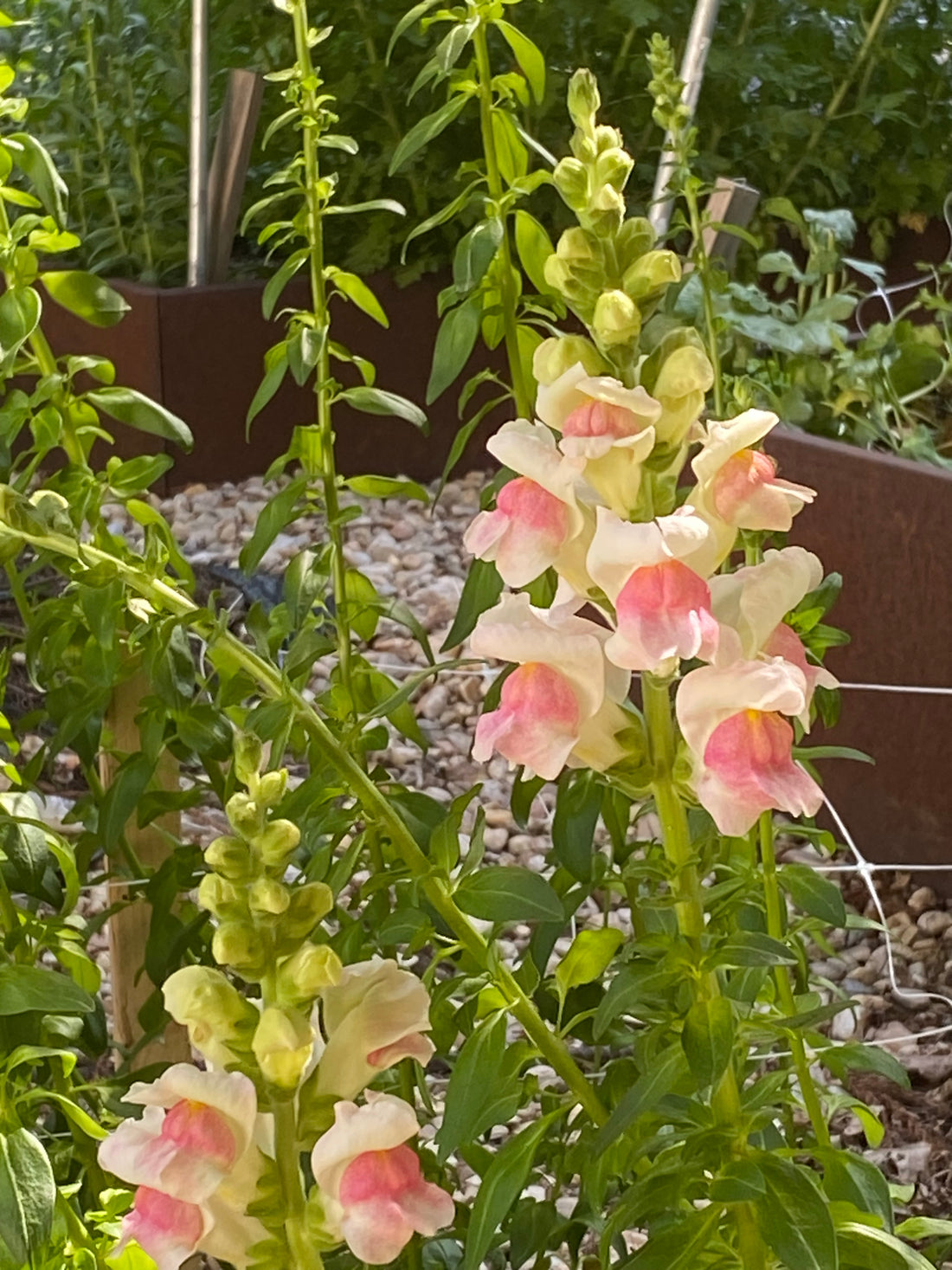 Spring Local Garden Flower Subscription: 3 or 6 weeks (April-May)