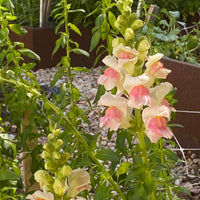 Spring Local Garden Flower Subscription: 3 or 6 weeks (April-May)