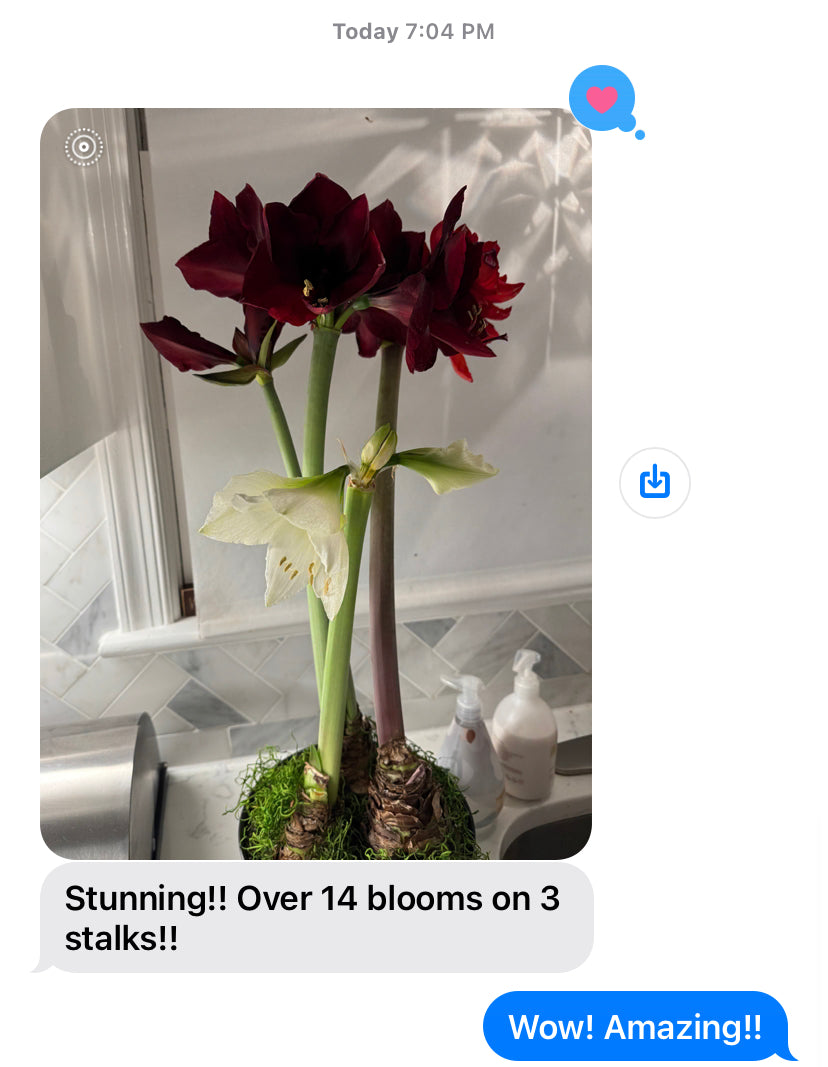 3 Bulb Holiday Amaryllis Display: Done For You