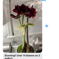 3 Bulb Holiday Amaryllis Display: Done For You