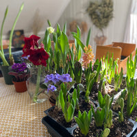 Spring Bulb Centerpiece Workshop