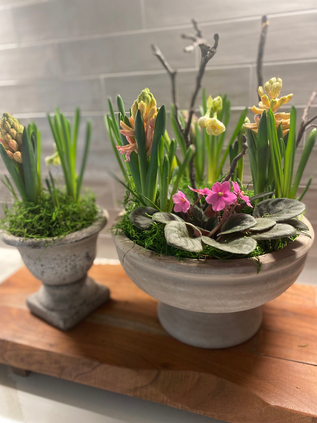 Indoor Tabeltop Spring Bulb Garden