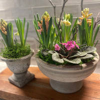 Indoor Tabeltop Spring Bulb Garden