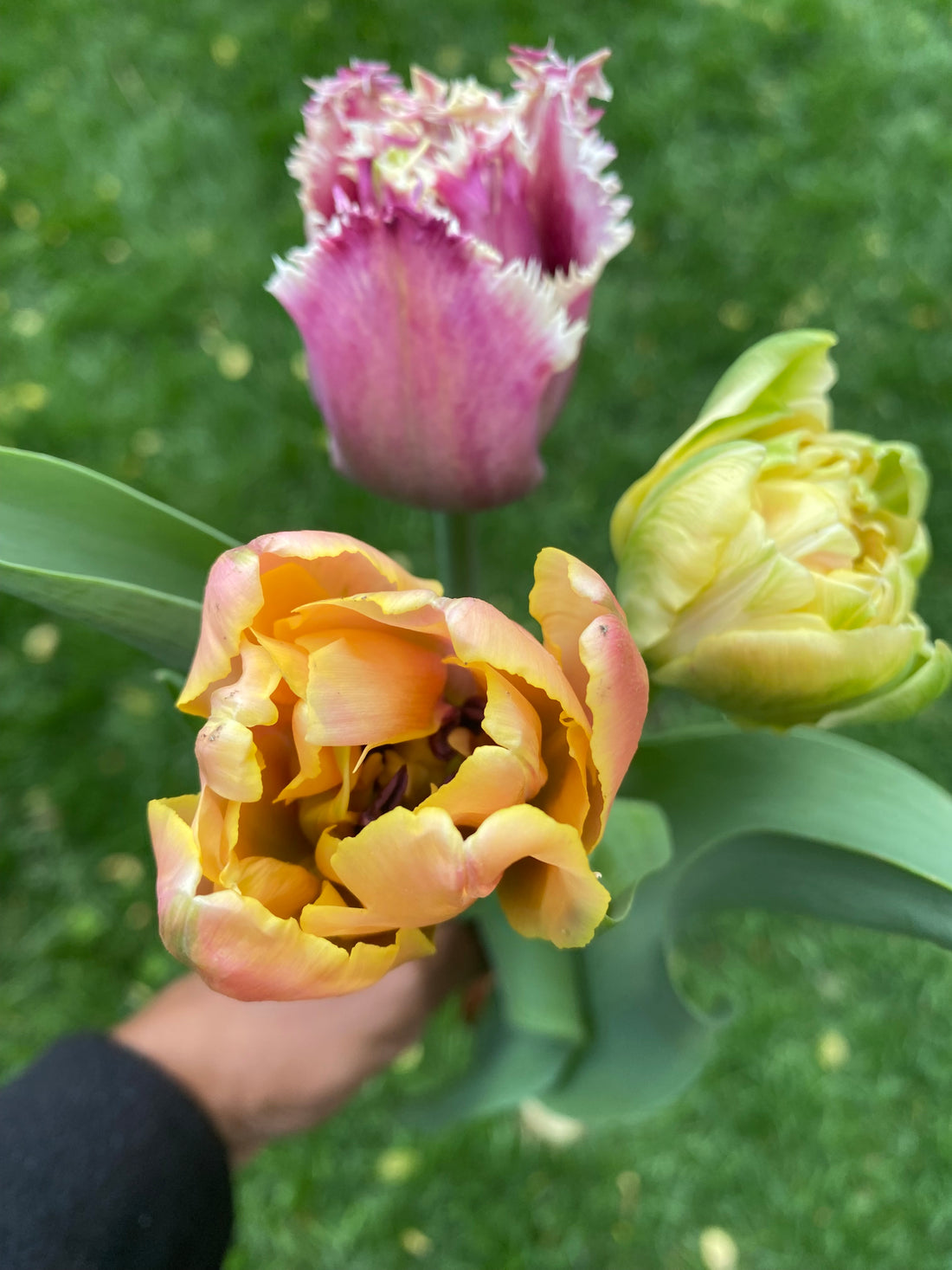 Local garden grown tulip bunches (Easter Special)