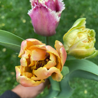 Local garden grown tulip bunches (Easter Special)