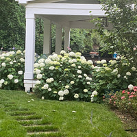 White Hydrangea Bunches (Father's Day Special)