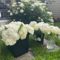White Hydrangea Bunches (Father's Day Special)