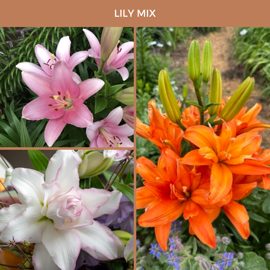 Lily Mix