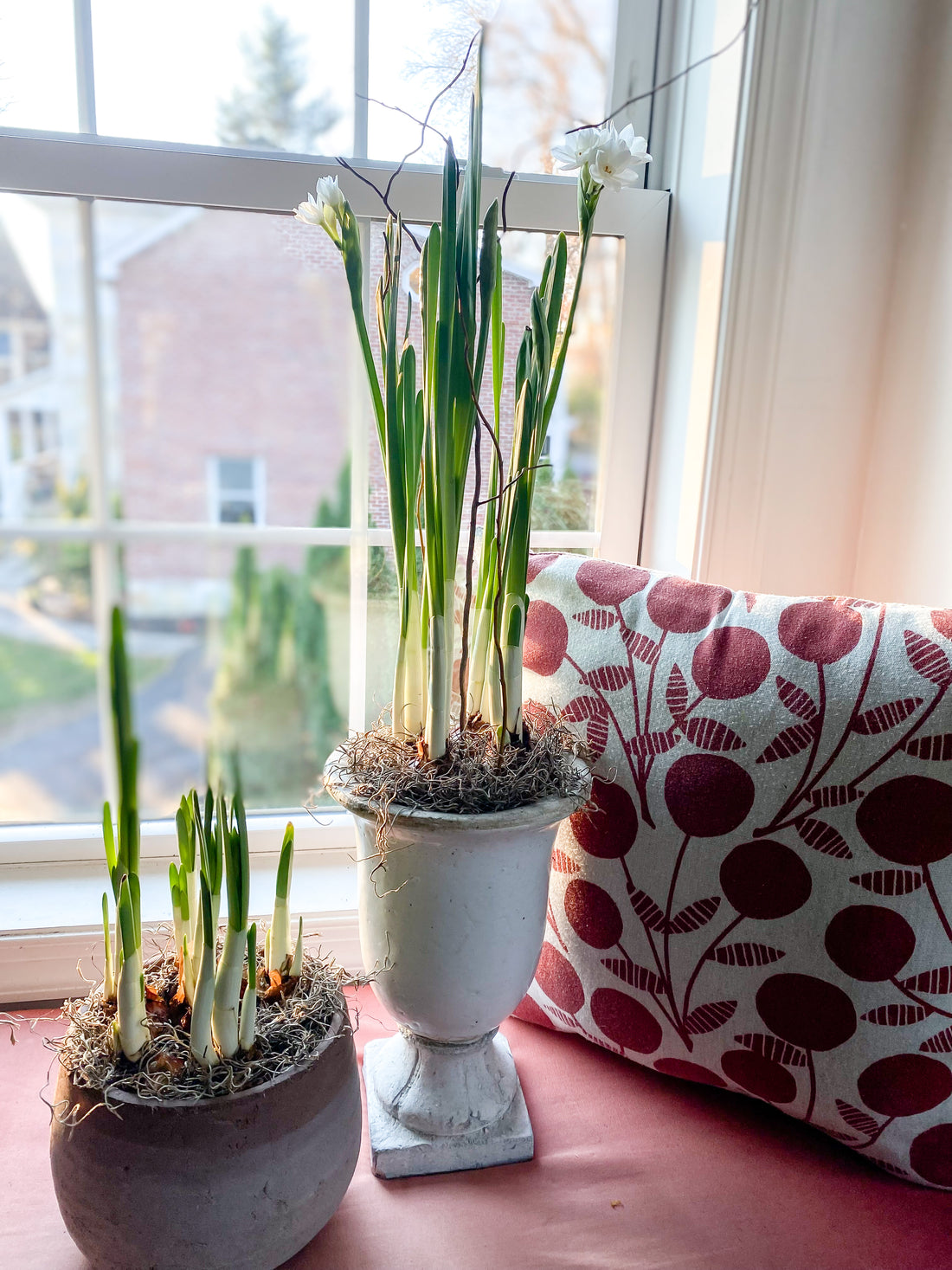Indoor Bulb Forcing: Winter Grow Along (Presale)