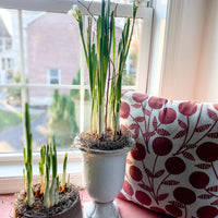 Indoor Bulb Forcing: Winter Grow Along (Presale)