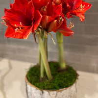 3 Bulb Holiday Amaryllis Display: Done For You
