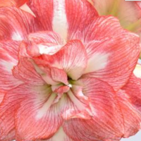 3 Bulb Amaryllis Display: Done For You (PREORDER PRICING)