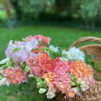 Growing 3 Spring Faves: Ranunculus, Snapdragons & Stock!