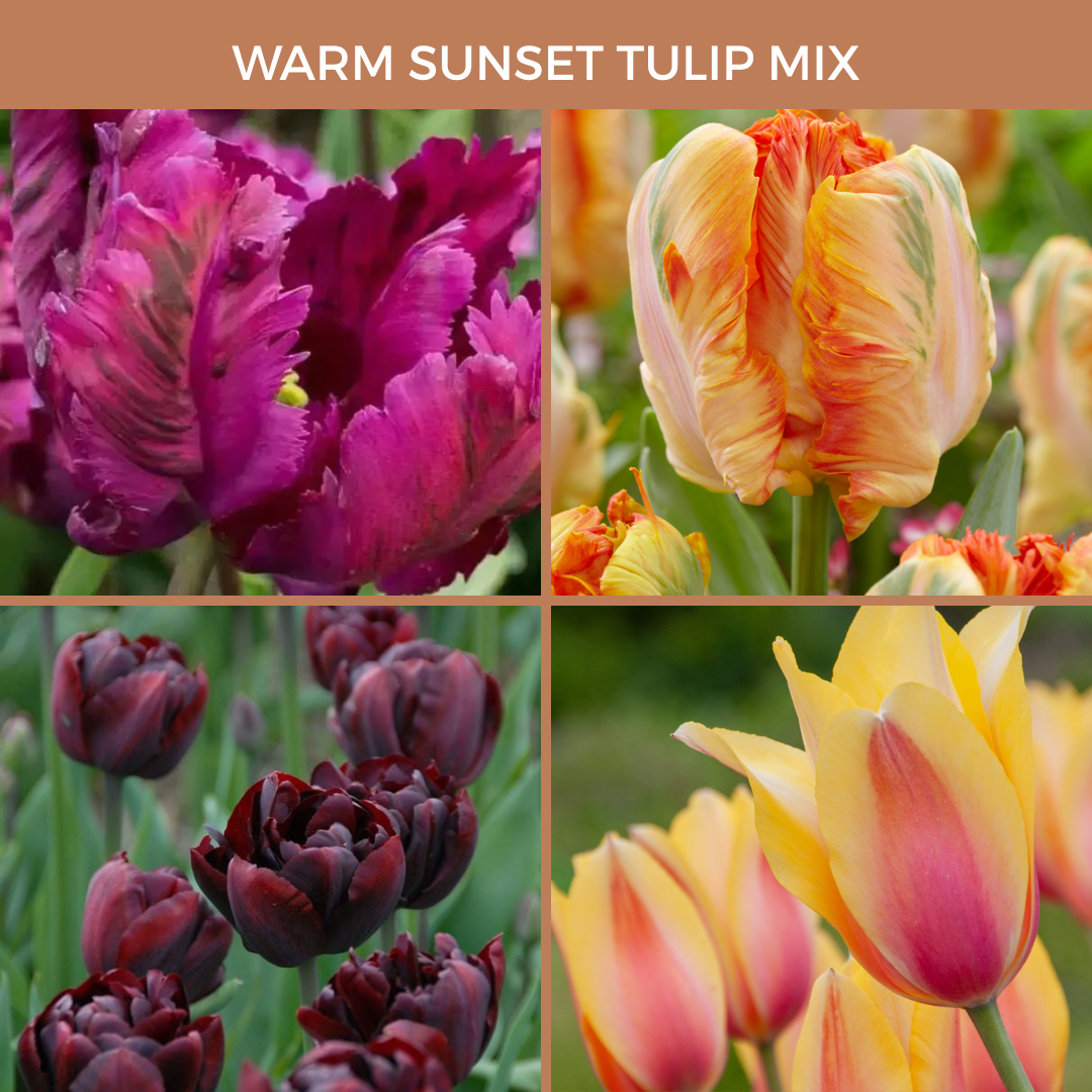 Warm Sunset Tulip Mix (15 bulbs)