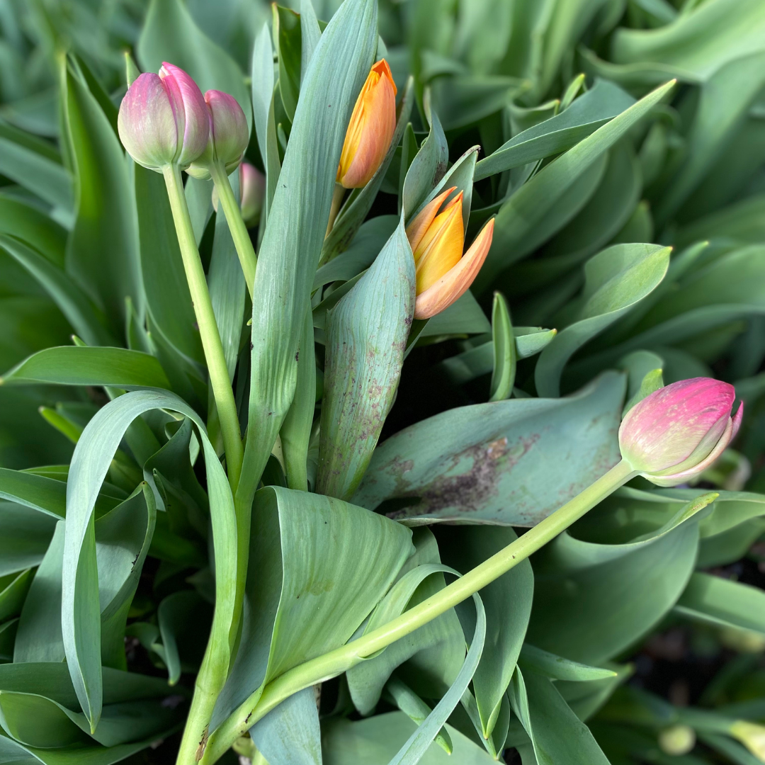 Indoor Bulb Forcing: Winter Grow Along (Presale)