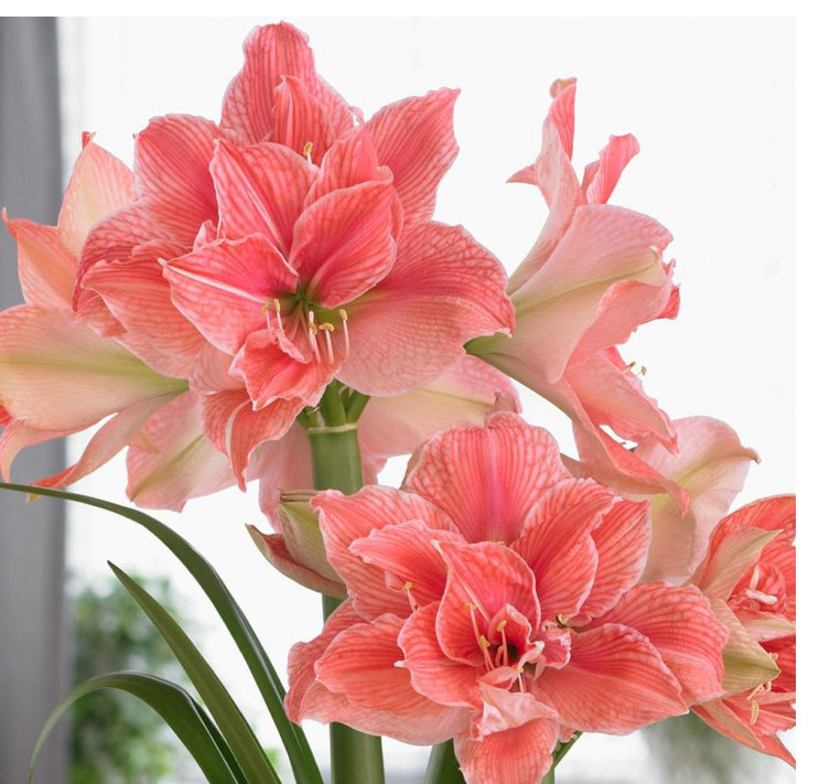 Single Holiday Amaryllis Pot: Done for You