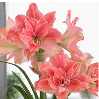 Single Holiday Amaryllis Pot: Done for You