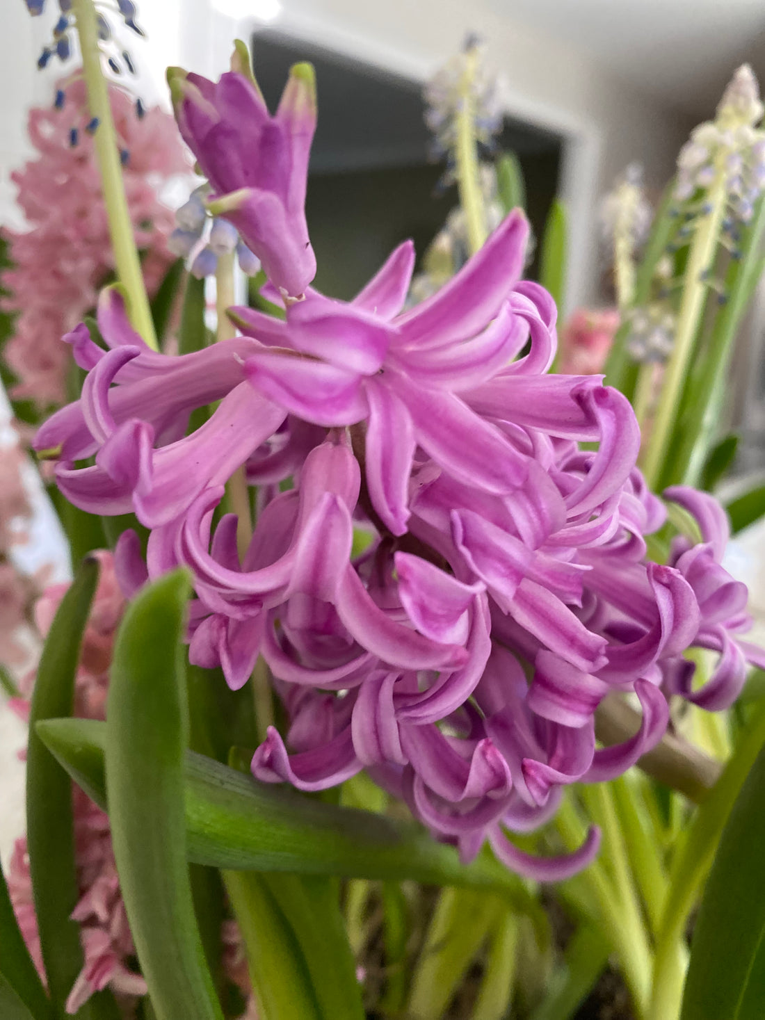 Spring Bulb Centerpiece Workshop