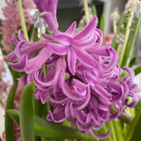 Spring Bulb Centerpiece Workshop