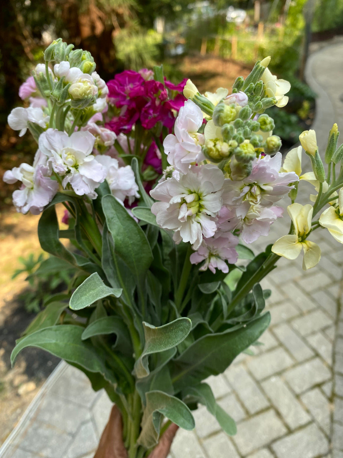 Growing 3 Spring Faves: Ranunculus, Snapdragons & Stock!