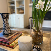 Creating Holiday Amaryllis and Paperwhite Displays