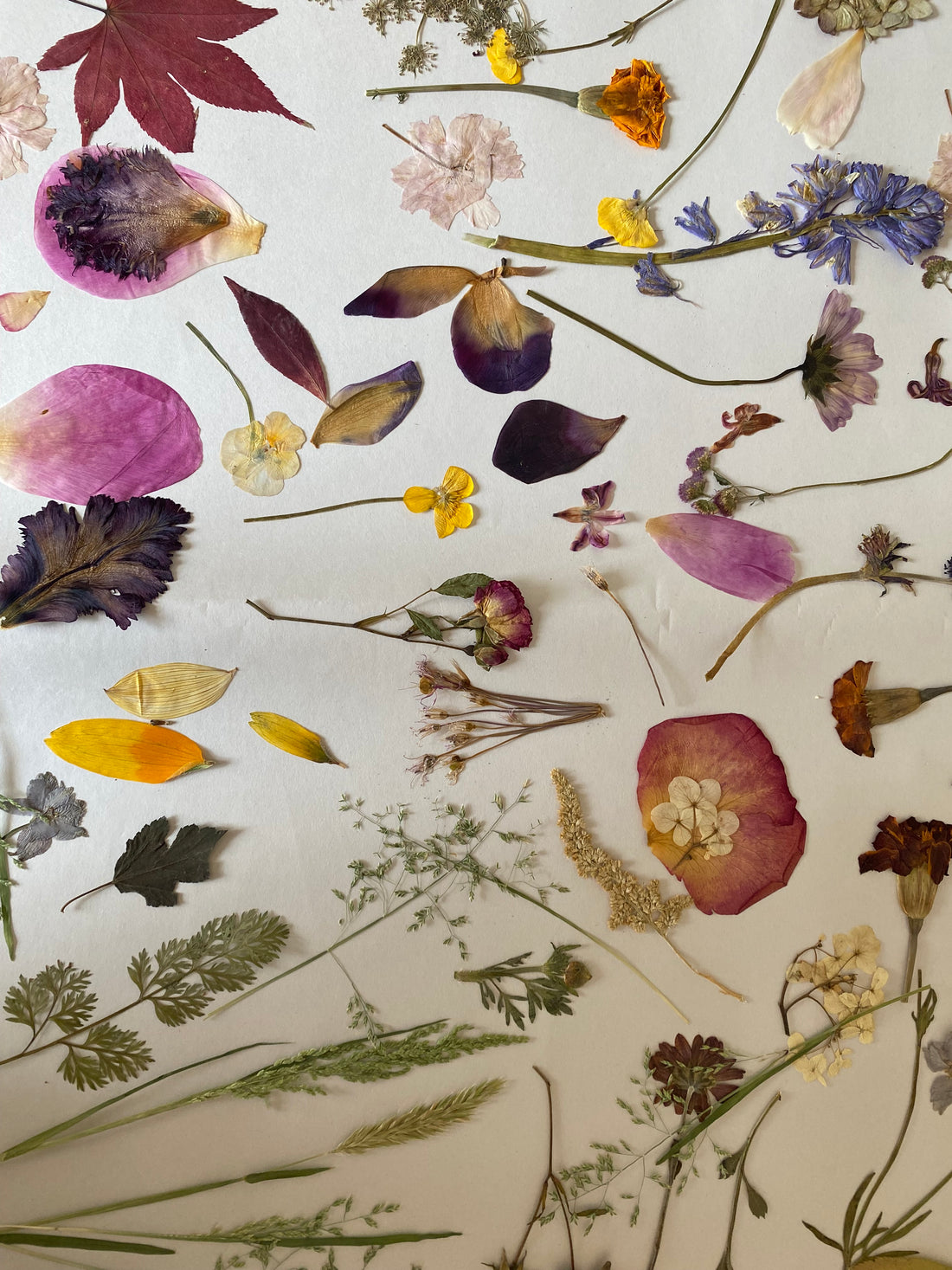 Workshop: Botanical Pumpkins