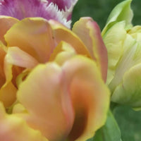 Local garden grown tulip bunches (Easter Special)