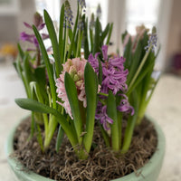 Indoor Tabeltop Spring Bulb Garden