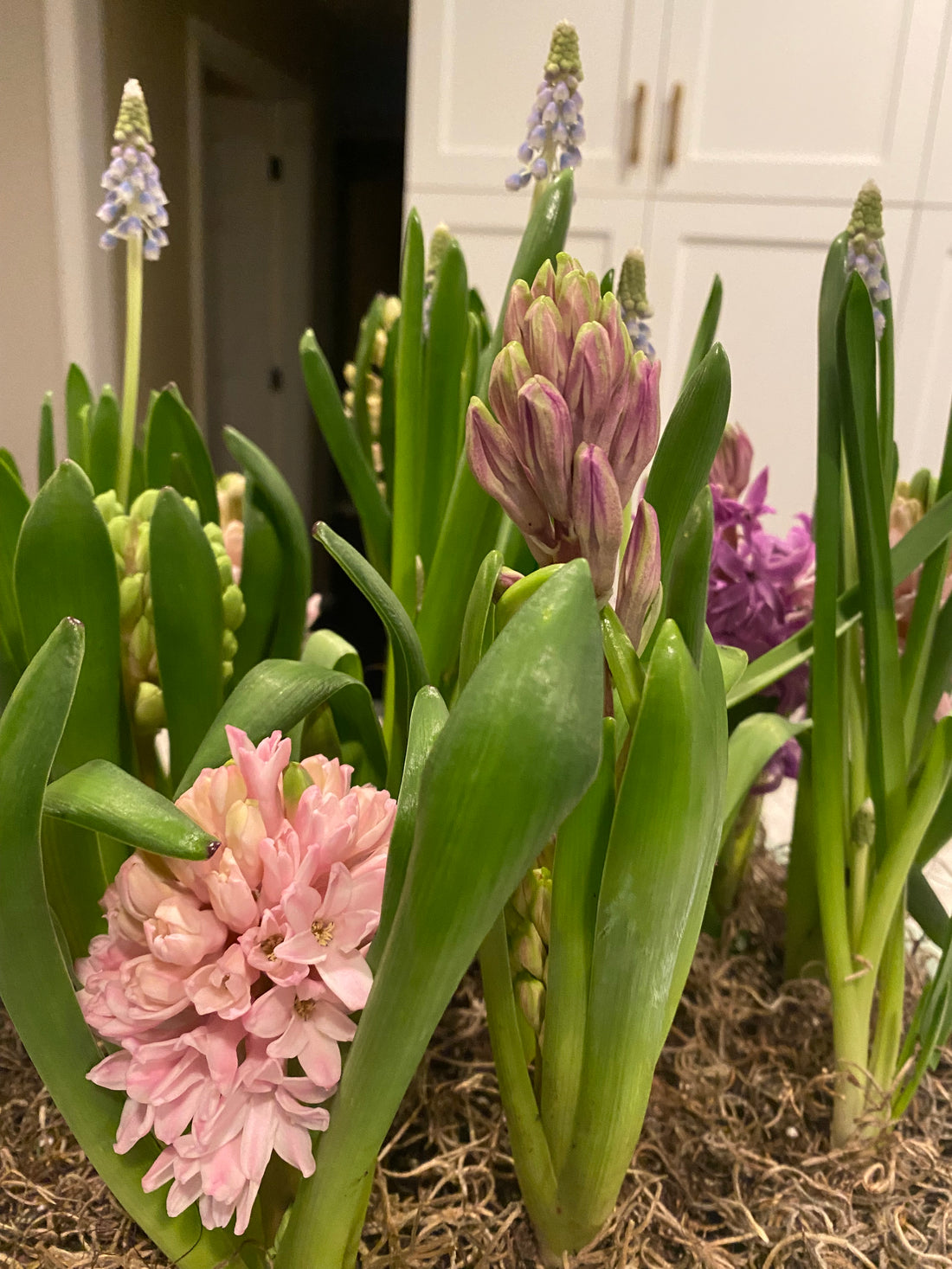 Spring Bulb Centerpiece Workshop