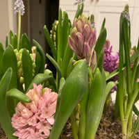 Spring Bulb Centerpiece Workshop